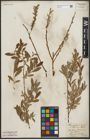 Foto von Salix purpurea L. x Salix repens L.